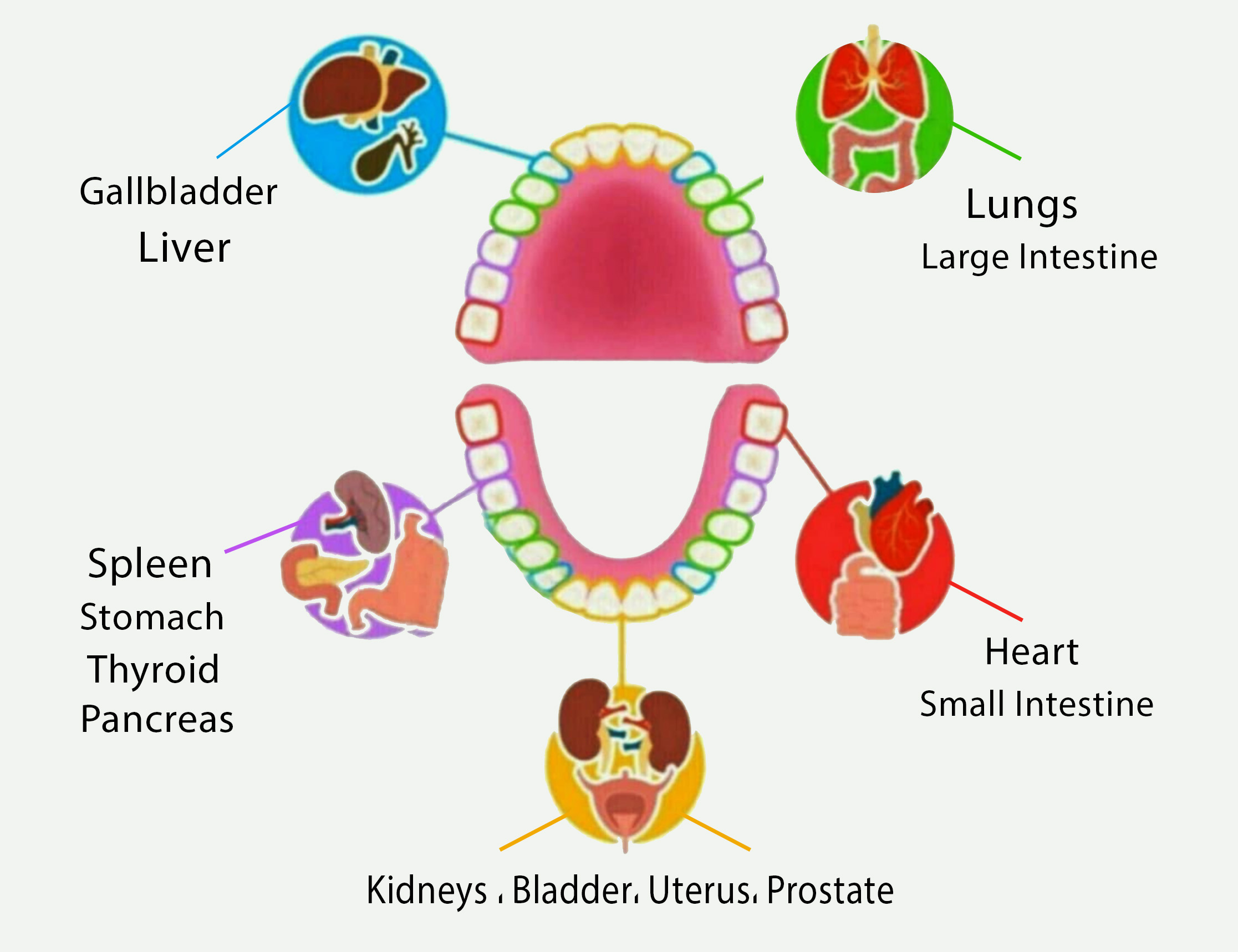 map of teeth and organs